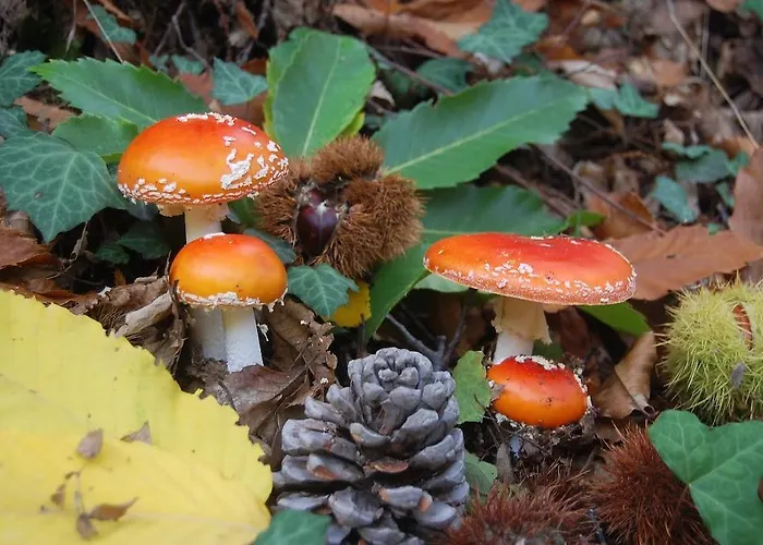 Летний дом Casas Rurales Fuente Del Aliso Хервас