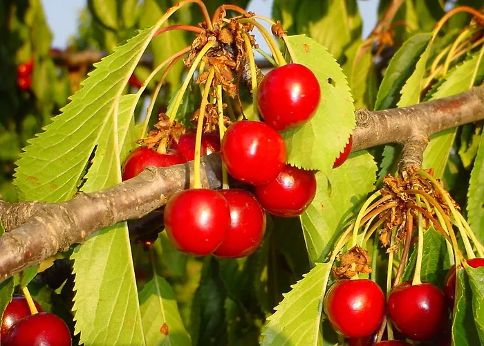 Casas Rurales Fuente Del Aliso